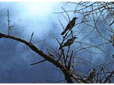 Tristram`s grackle, a bird which lives around the Dead Sea.